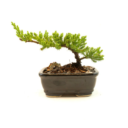 Juniper Live Bonsai Ceramic 5" Pot - Similar Bonsai