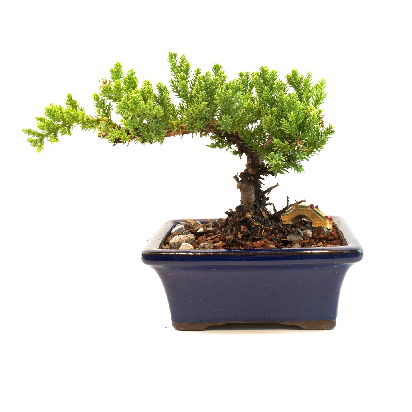 Juniper Live Bonsai Ceramic 5" Pot - Similar Bonsai