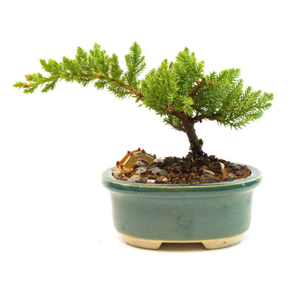 Juniper Live Bonsai Ceramic 5" Pot - Similar Bonsai
