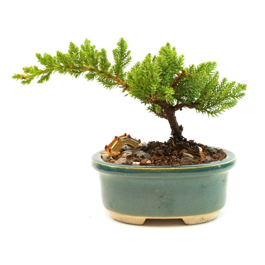 Juniper Live Bonsai Ceramic 5" Pot - Similar Bonsai