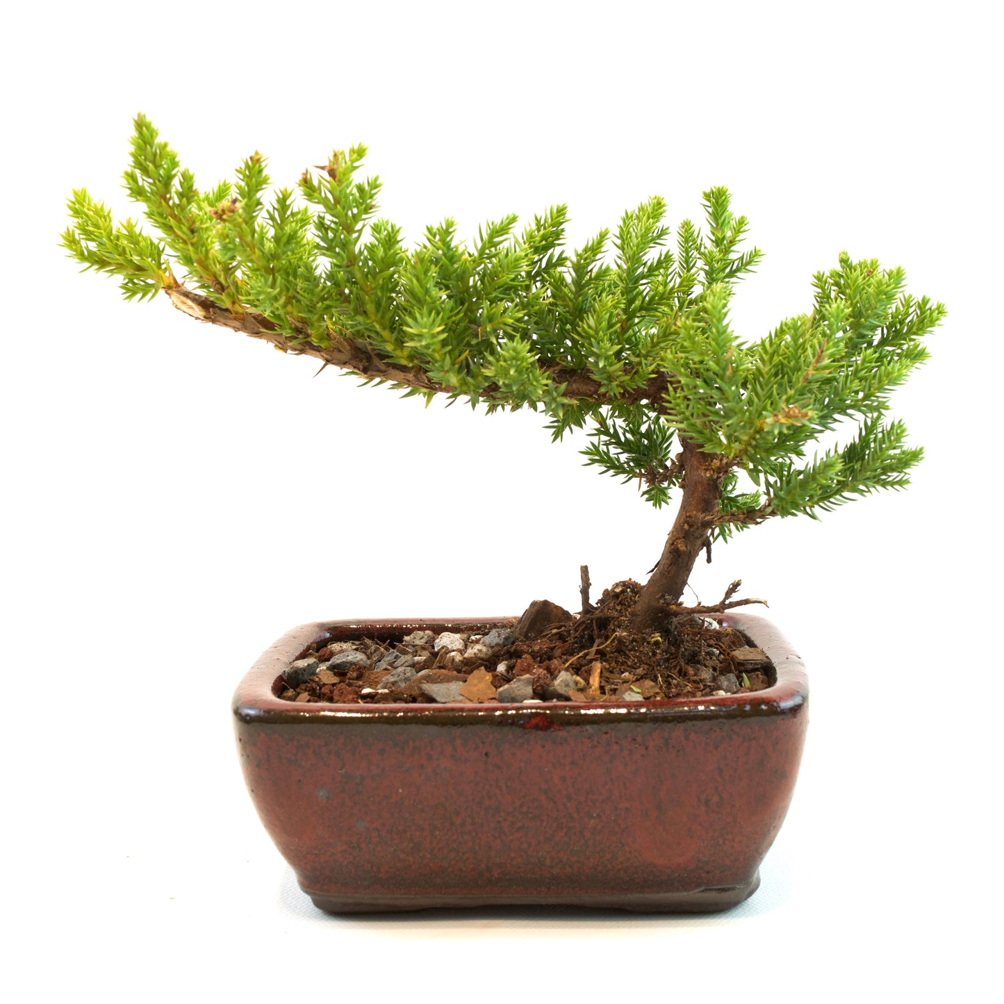 Juniper Live Bonsai Ceramic 5" Pot - Similar Bonsai
