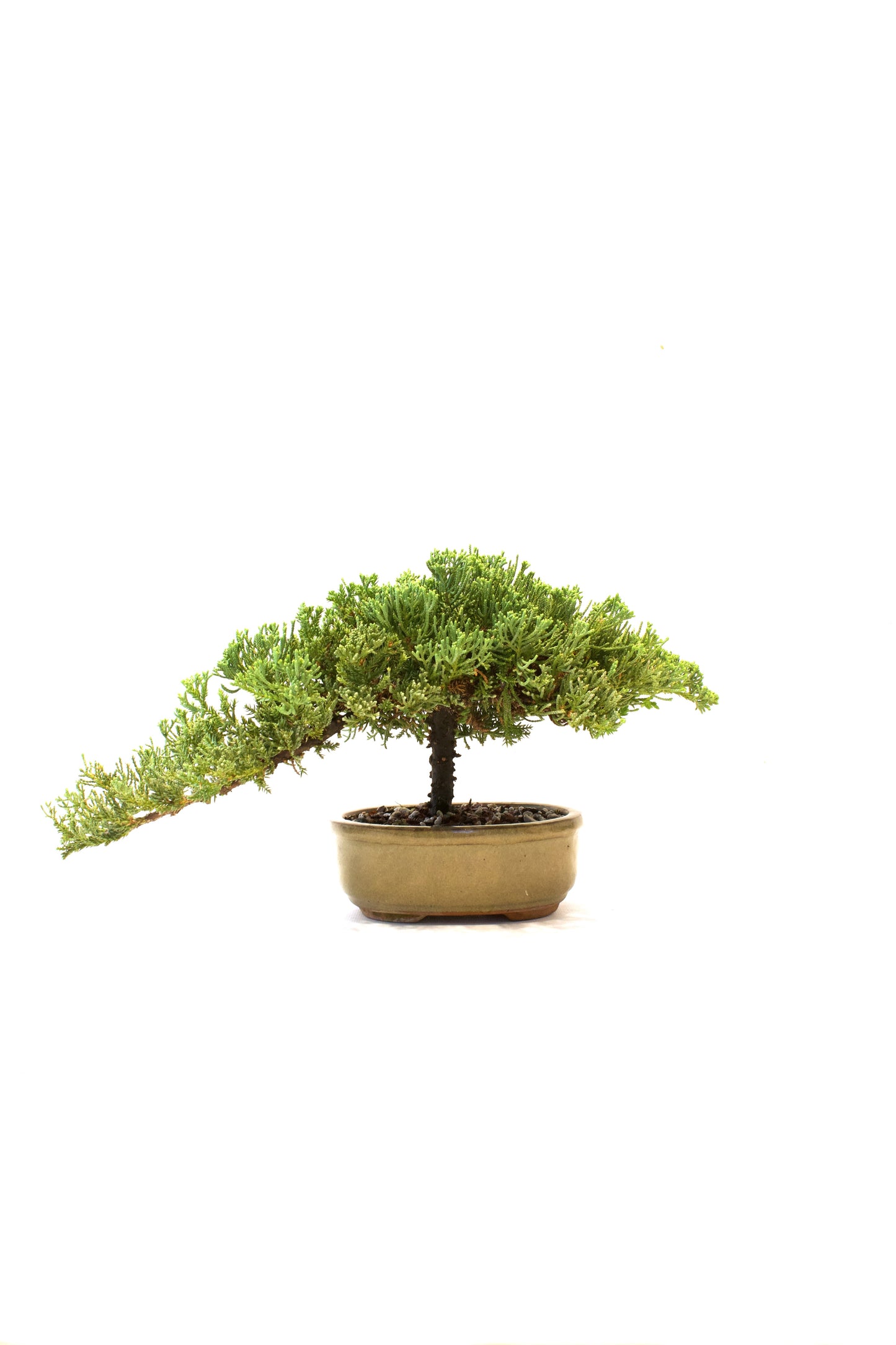 Juniper Live Bonsai Ceramic 7" Pot - One of a Kind Bonsai