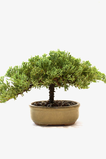 Juniper Live Bonsai Ceramic 7" Pot - One of a Kind Bonsai