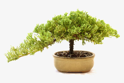 Juniper Live Bonsai Ceramic 7" Pot - One of a Kind Bonsai