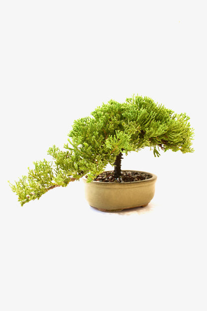 Juniper Live Bonsai Ceramic 7" Pot - One of a Kind Bonsai