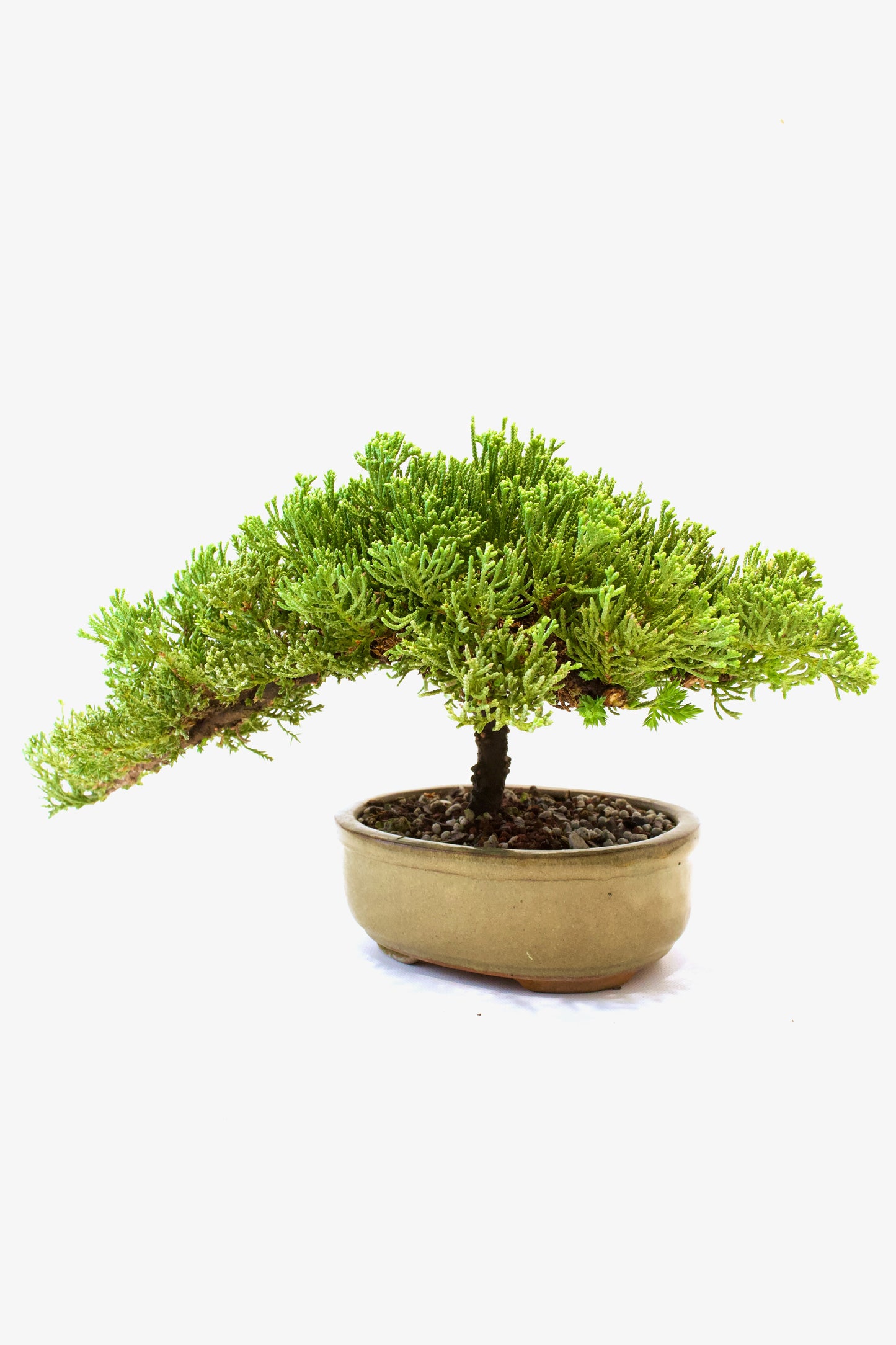 Juniper Live Bonsai Ceramic 7" Pot - One of a Kind Bonsai