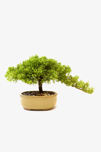 Juniper Live Bonsai Ceramic 7" Pot - One of a Kind Bonsai