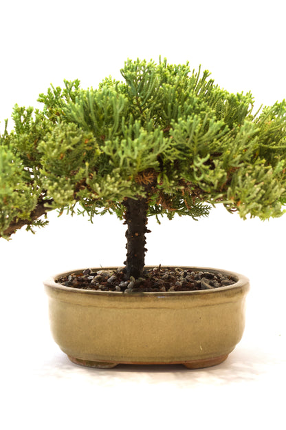 Juniper Live Bonsai Ceramic 7" Pot - One of a Kind Bonsai
