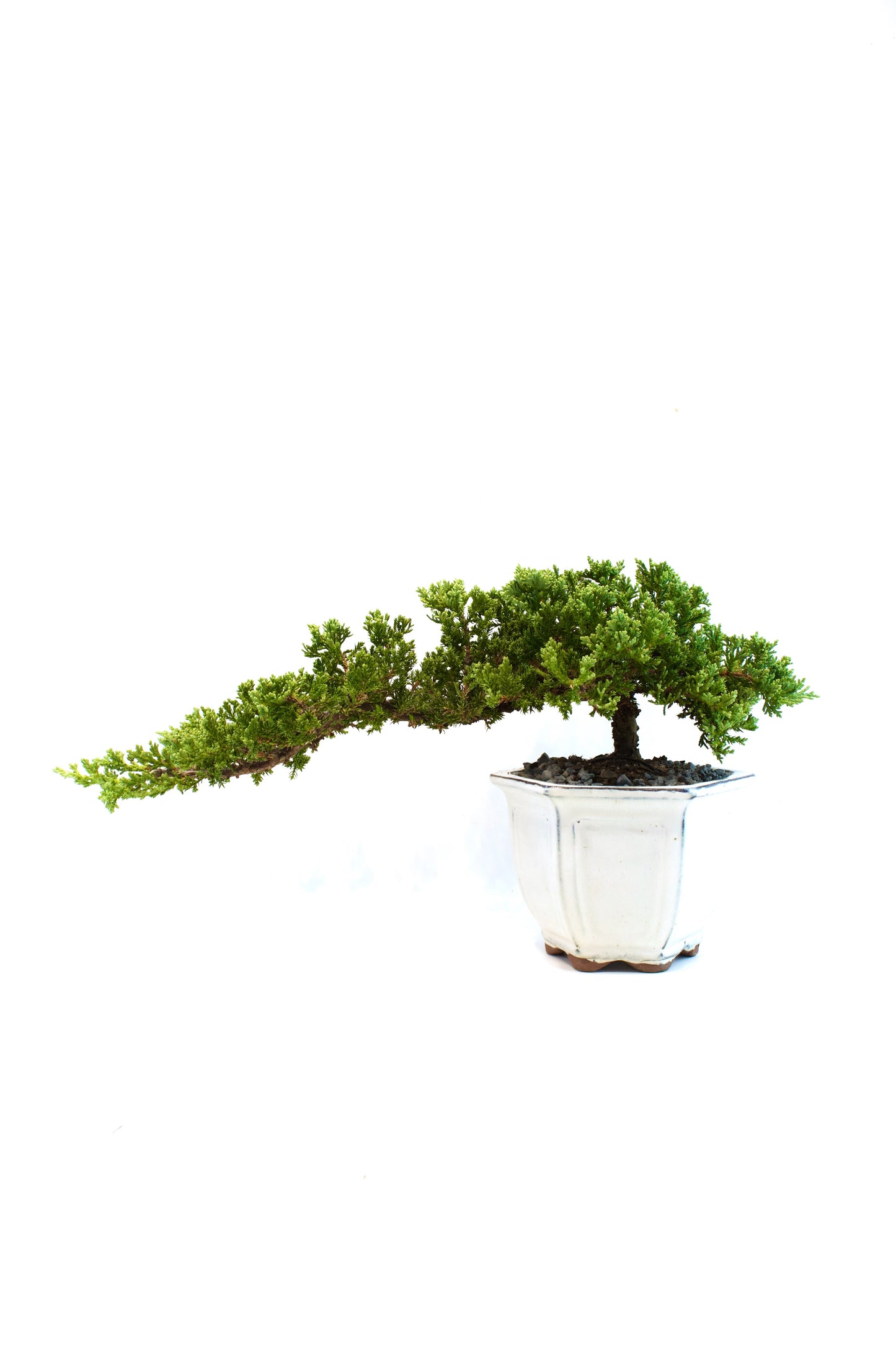 Juniper Live Bonsai Ceramic 6" Pot - One of a Kind Bonsai