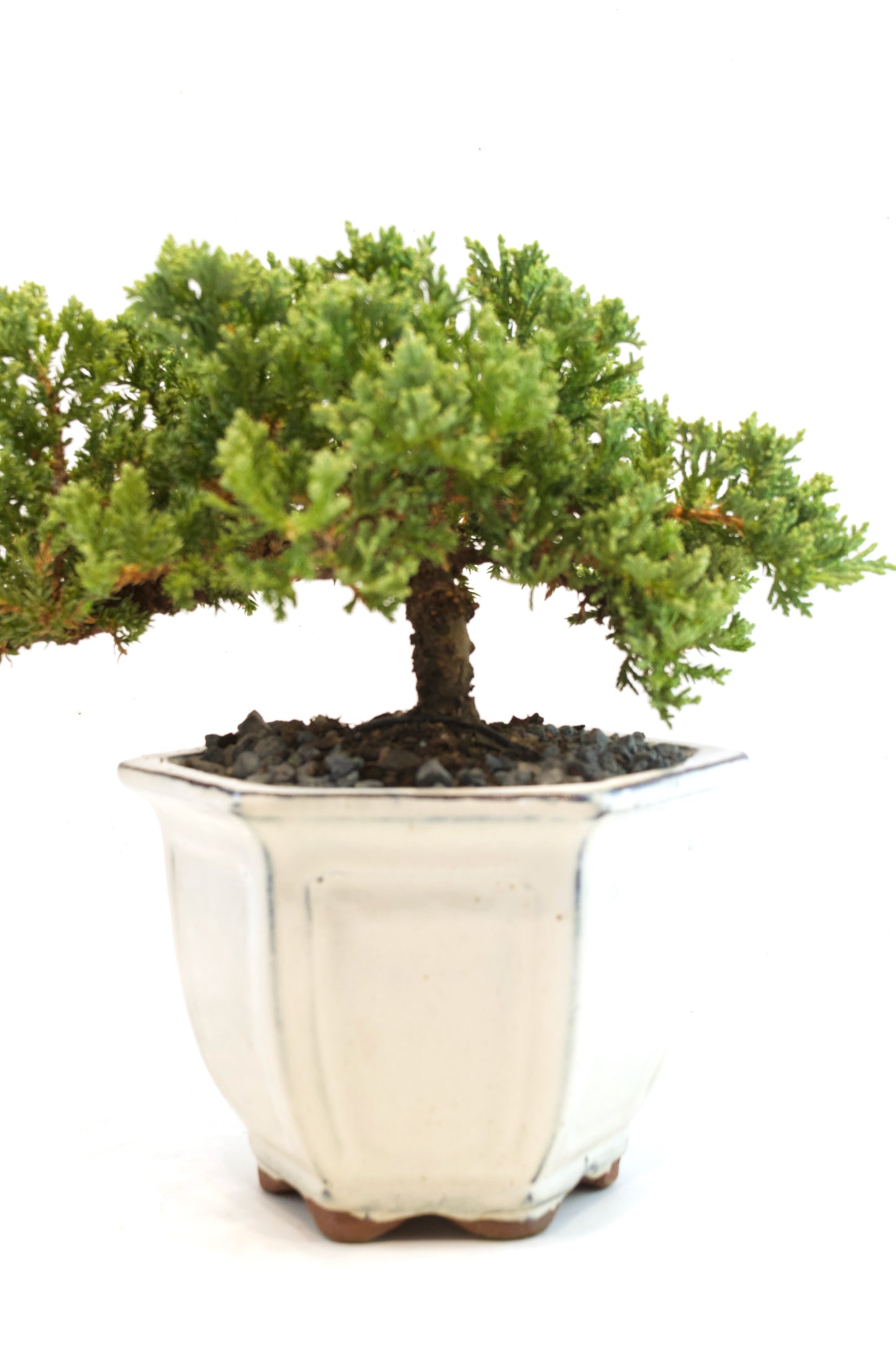 Juniper Live Bonsai Ceramic 6" Pot - One of a Kind Bonsai