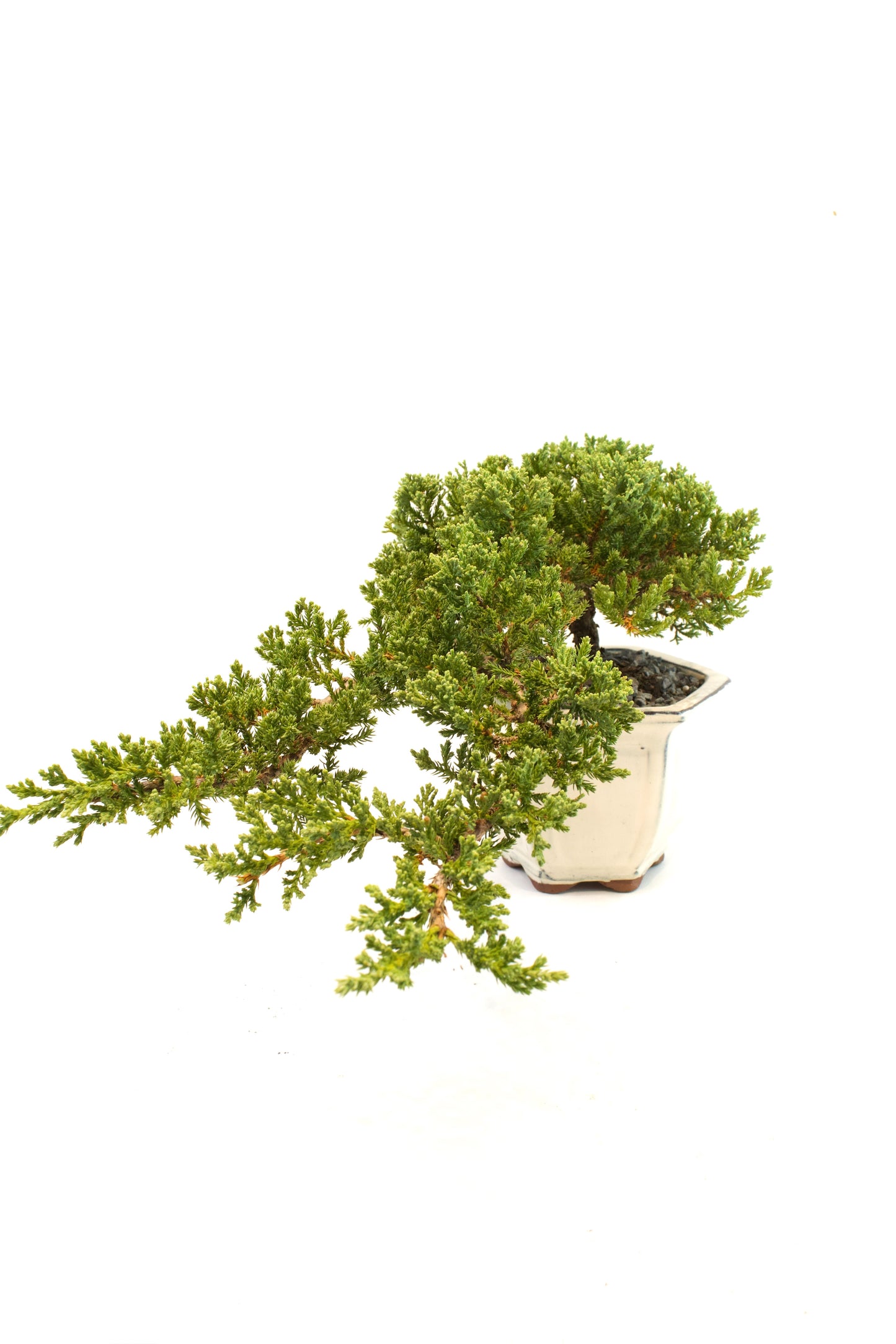 Juniper Live Bonsai Ceramic 6" Pot - One of a Kind Bonsai