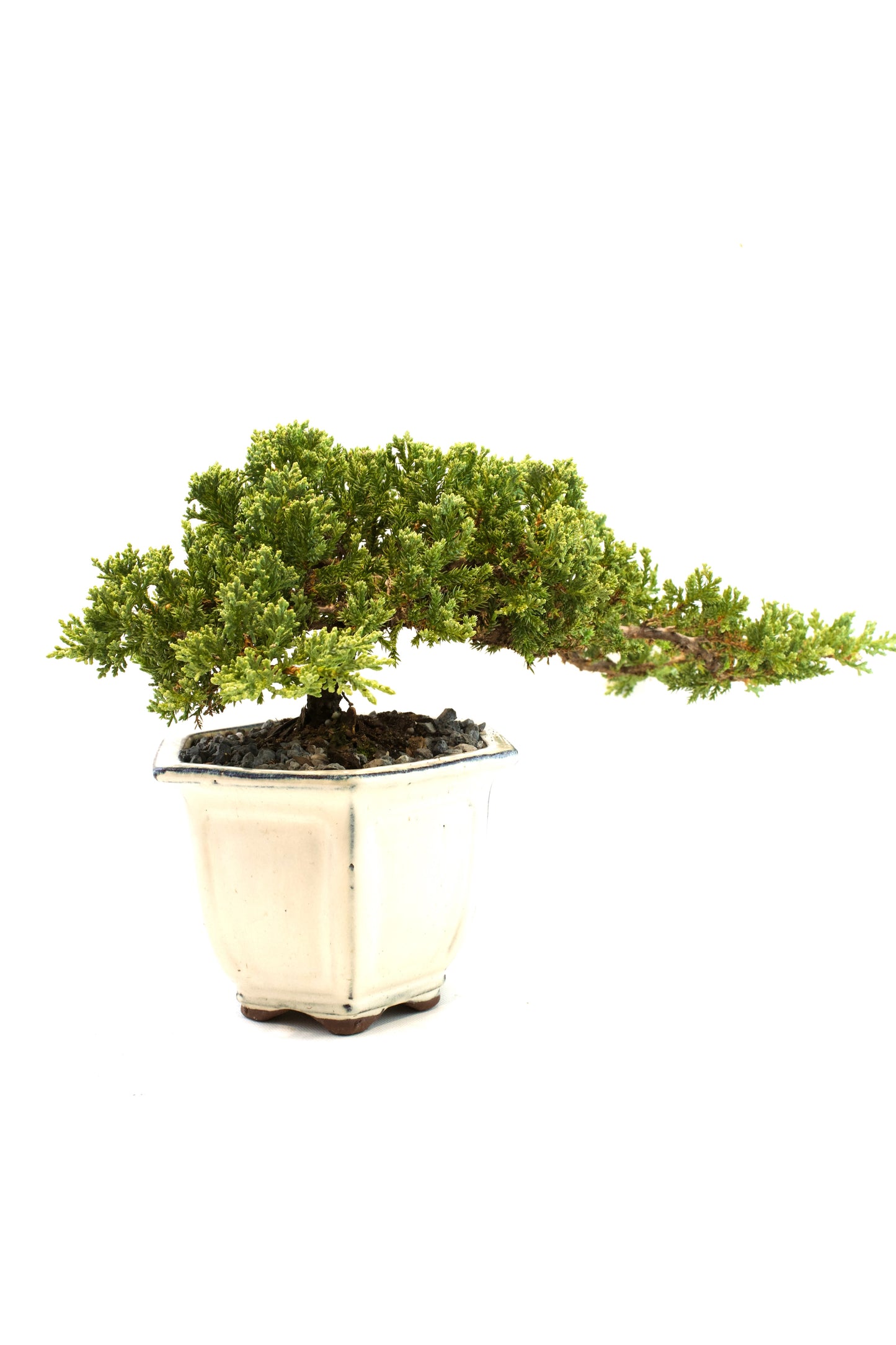 Juniper Live Bonsai Ceramic 6" Pot - One of a Kind Bonsai