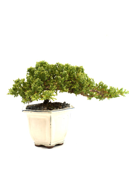 Juniper Live Bonsai Ceramic 6" Pot - One of a Kind Bonsai