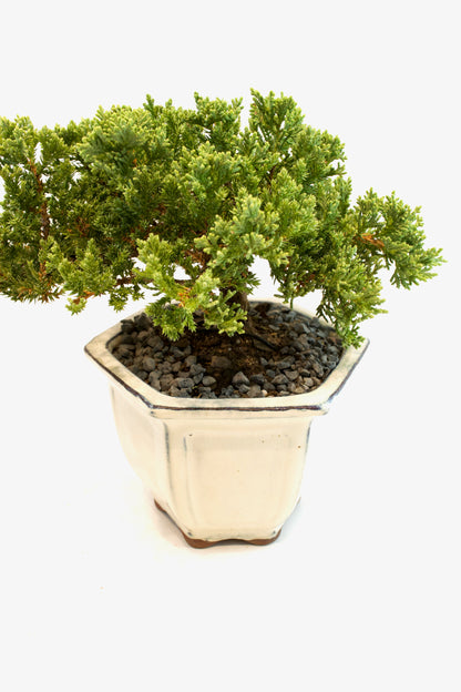 Juniper Live Bonsai Ceramic 6" Pot - One of a Kind Bonsai