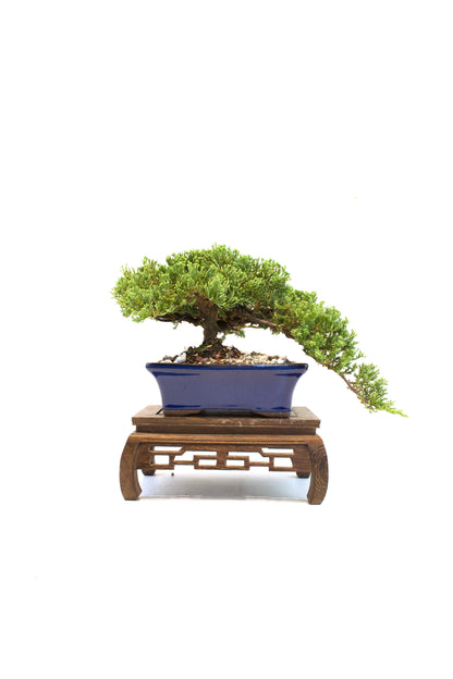 Juniper Live Bonsai Ceramic 7" Pot - One of a Kind Bonsai