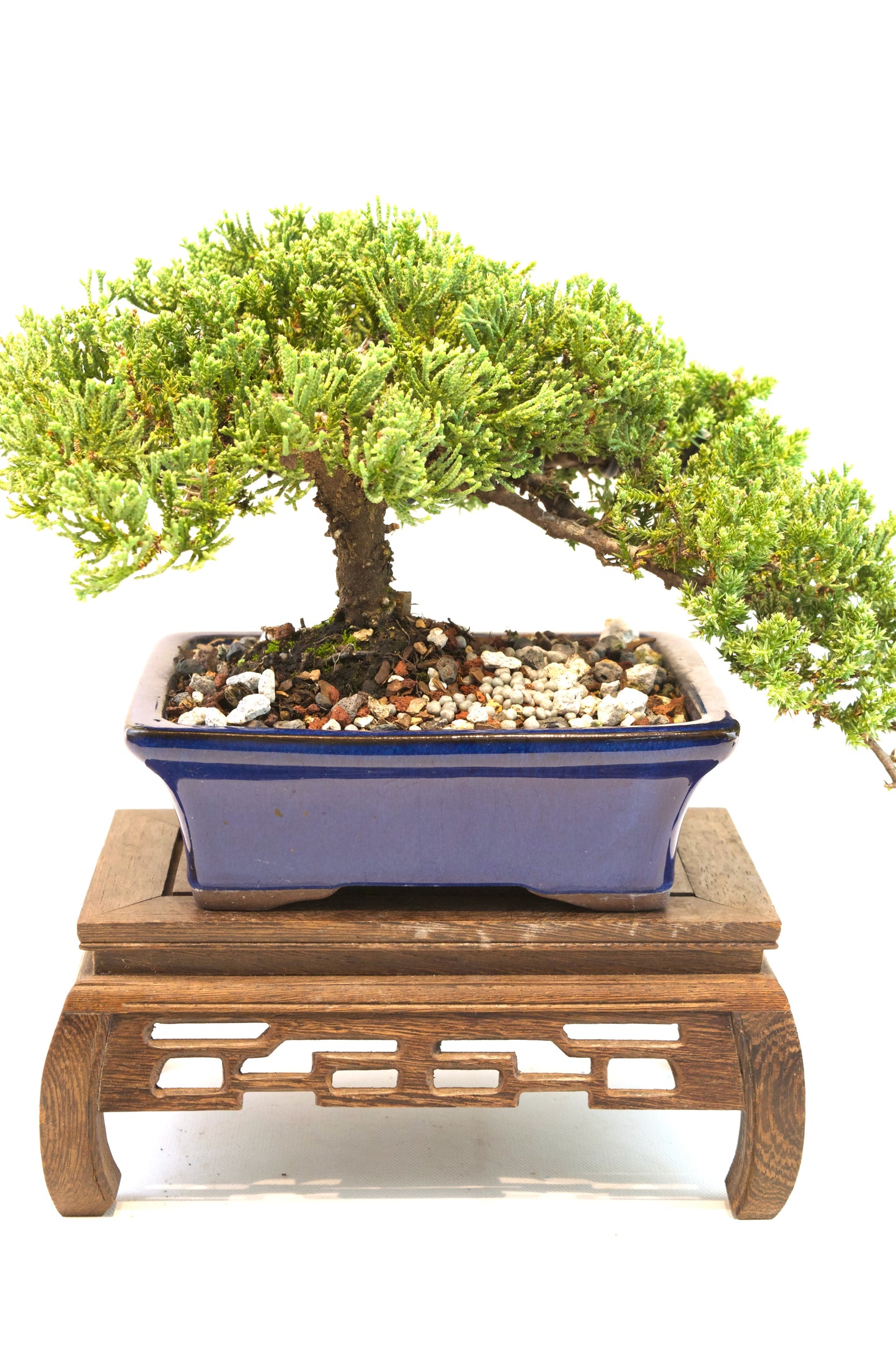 Juniper Live Bonsai Ceramic 7" Pot - One of a Kind Bonsai