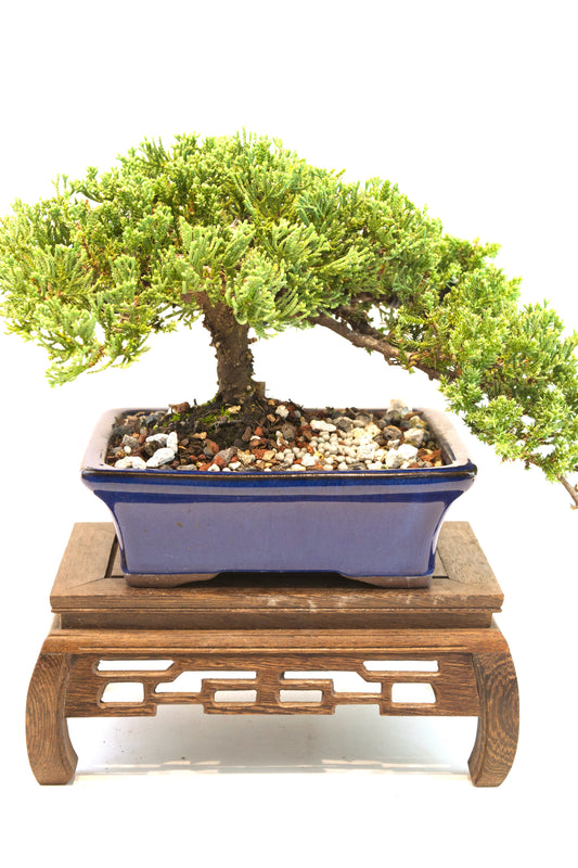 Juniper Live Bonsai Ceramic 7" Pot - One of a Kind Bonsai