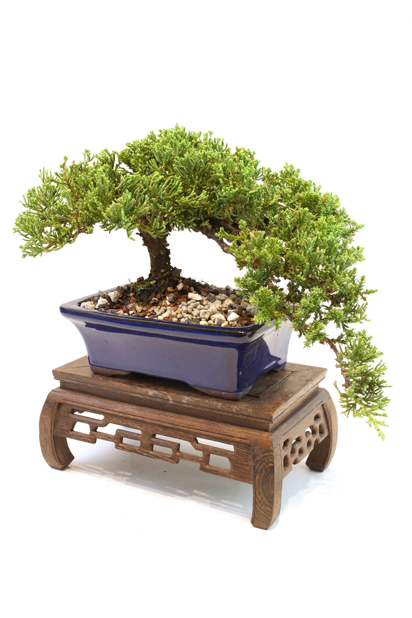 Juniper Live Bonsai Ceramic 7" Pot - One of a Kind Bonsai