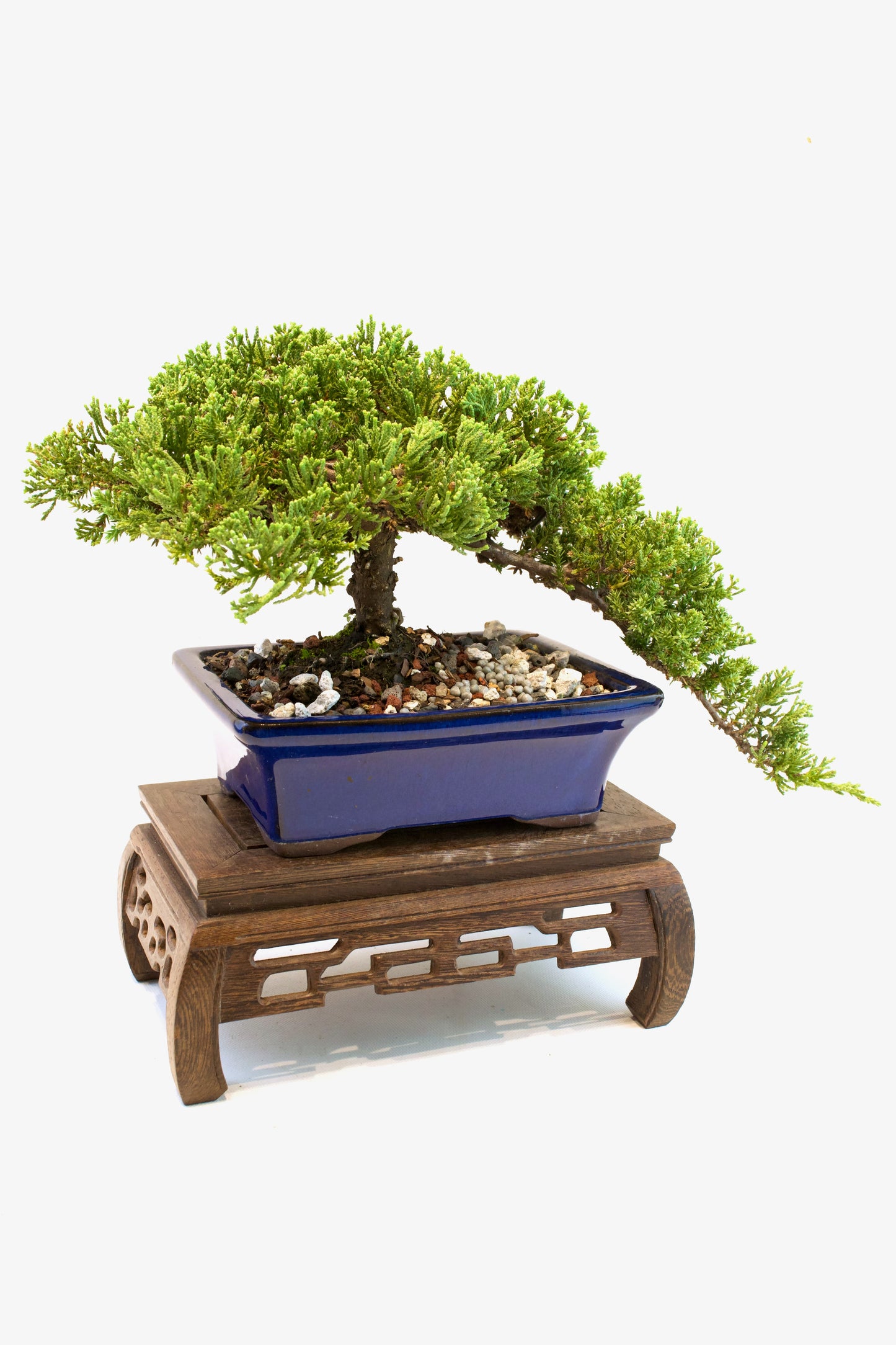 Juniper Live Bonsai Ceramic 7" Pot - One of a Kind Bonsai