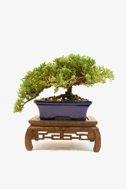 Juniper Live Bonsai Ceramic 7" Pot - One of a Kind Bonsai