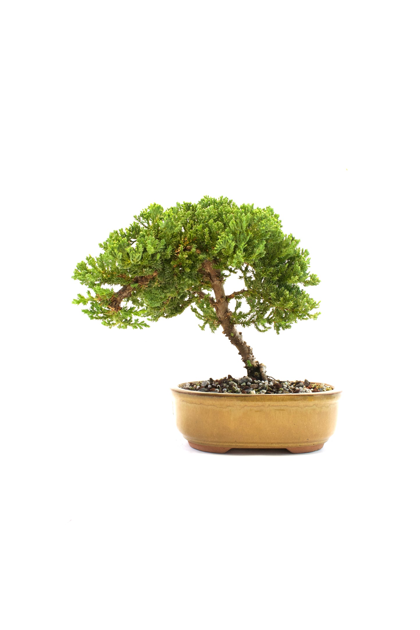 Juniper Live Bonsai Ceramic 8" Pot - One of a Kind Bonsai