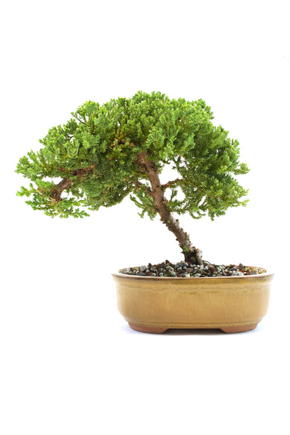 Juniper Live Bonsai Ceramic 8" Pot - One of a Kind Bonsai