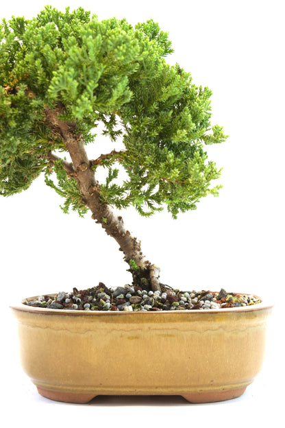 Juniper Live Bonsai Ceramic 8" Pot - One of a Kind Bonsai