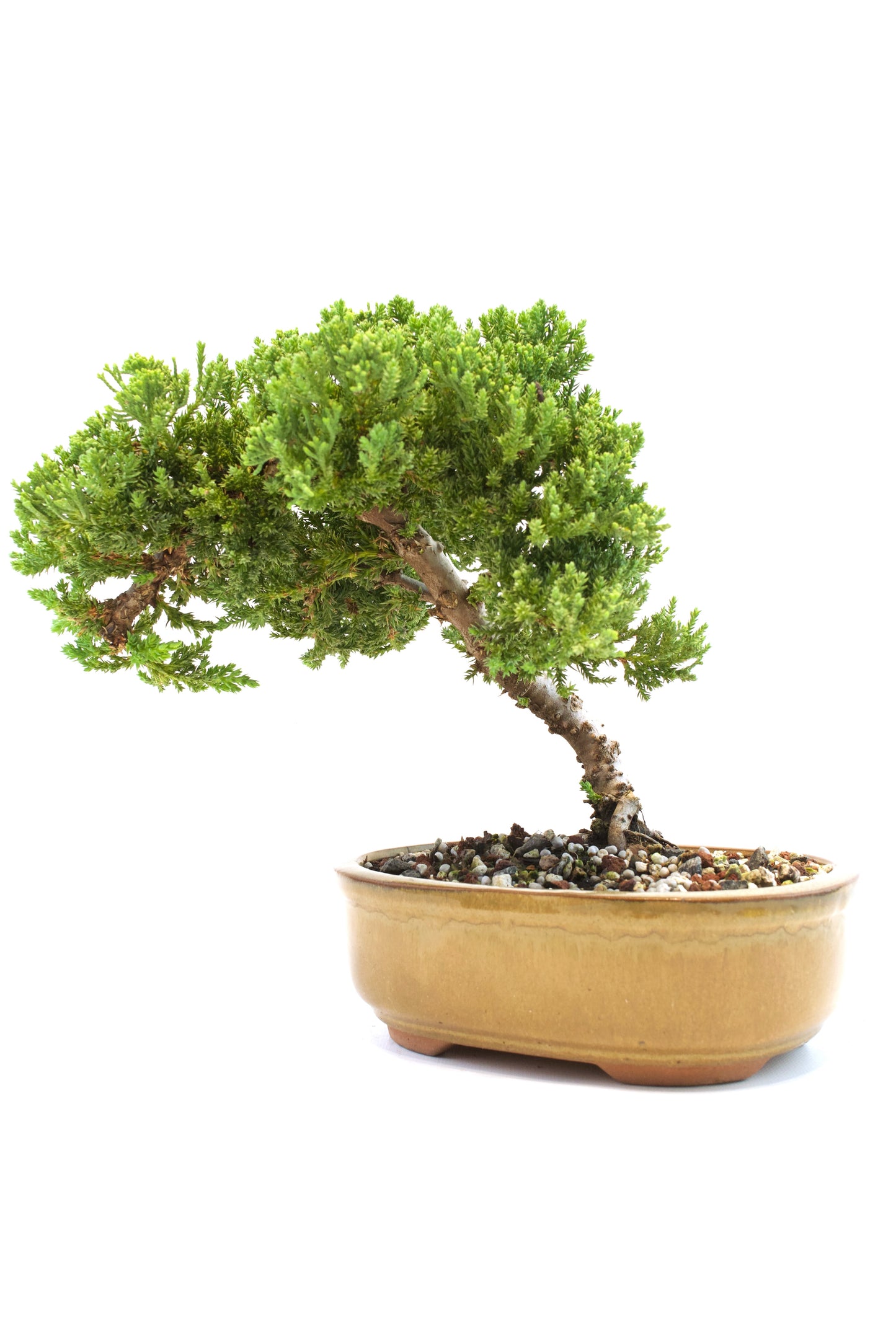 Juniper Live Bonsai Ceramic 8" Pot - One of a Kind Bonsai