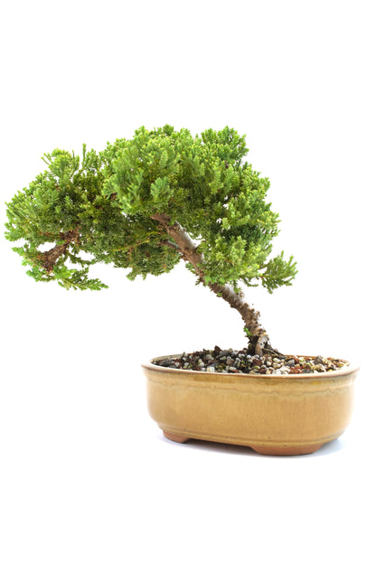 Juniper Live Bonsai Ceramic 8" Pot - One of a Kind Bonsai