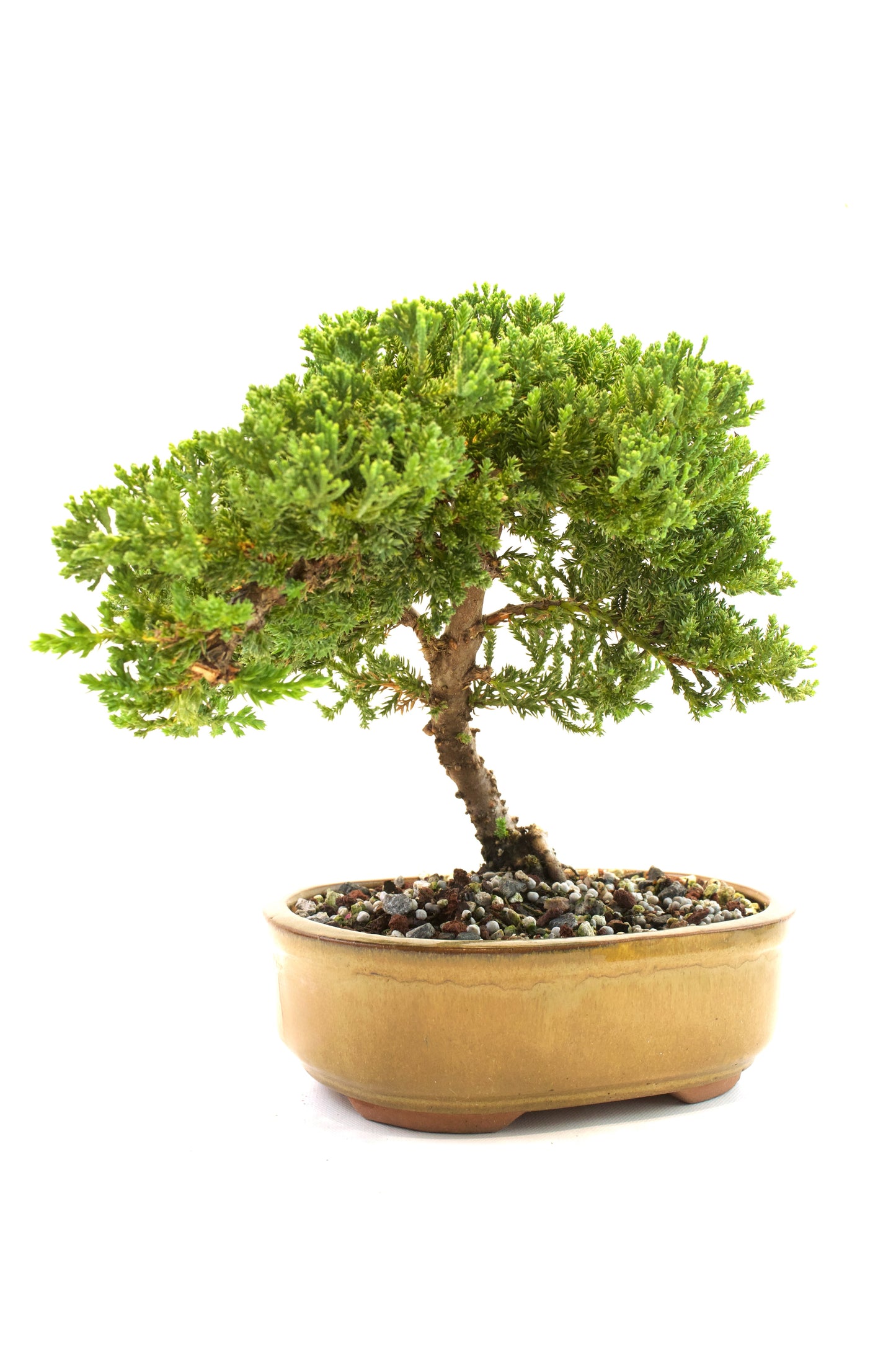 Juniper Live Bonsai Ceramic 8" Pot - One of a Kind Bonsai