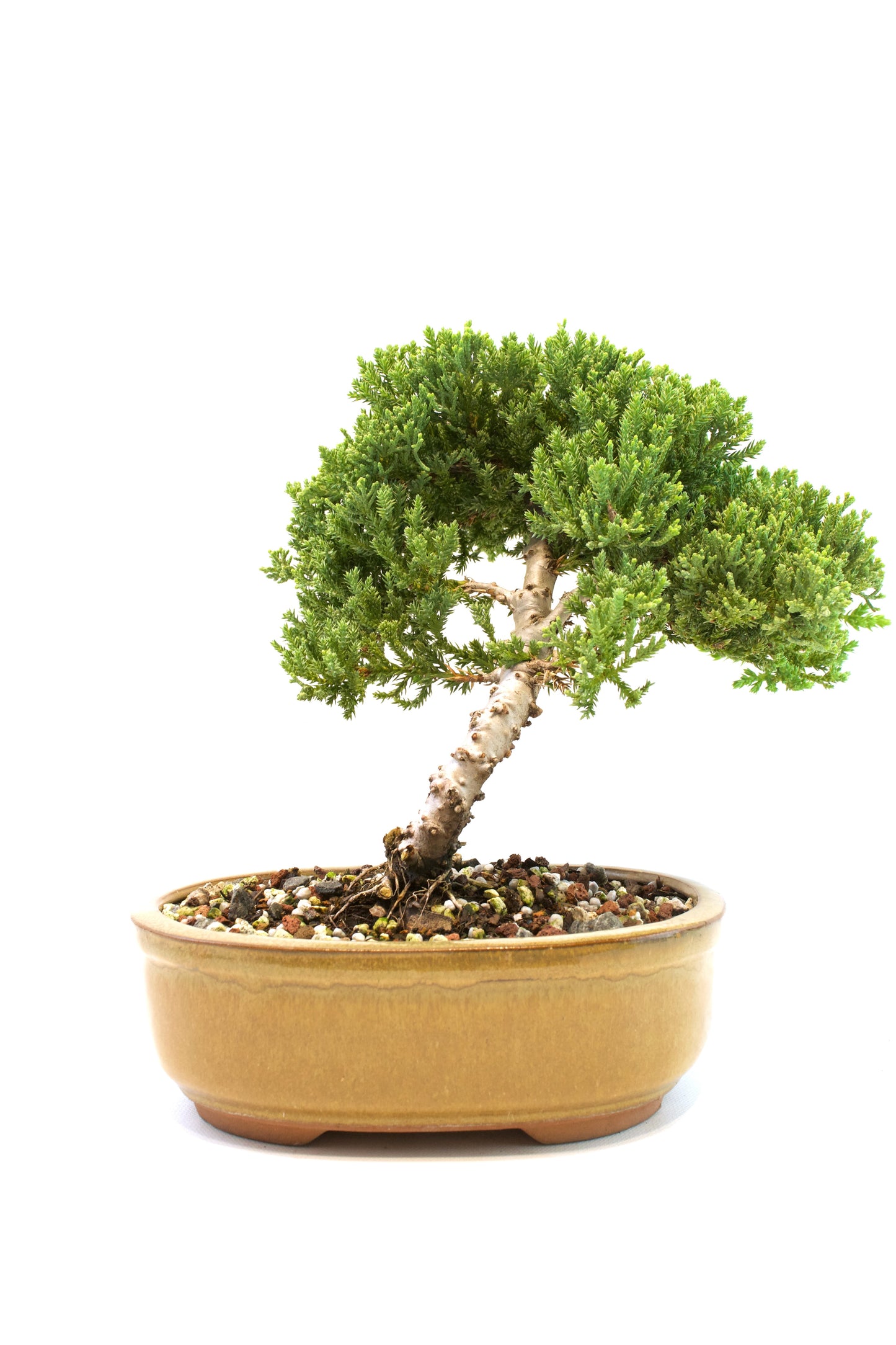 Juniper Live Bonsai Ceramic 8" Pot - One of a Kind Bonsai