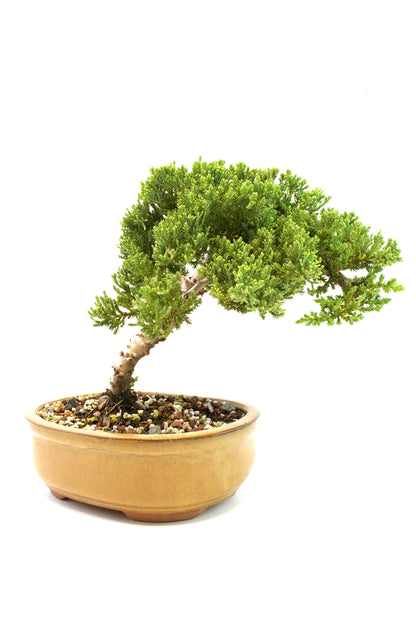 Juniper Live Bonsai Ceramic 8" Pot - One of a Kind Bonsai