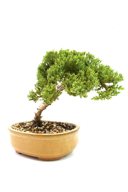 Juniper Live Bonsai Ceramic 8" Pot - One of a Kind Bonsai