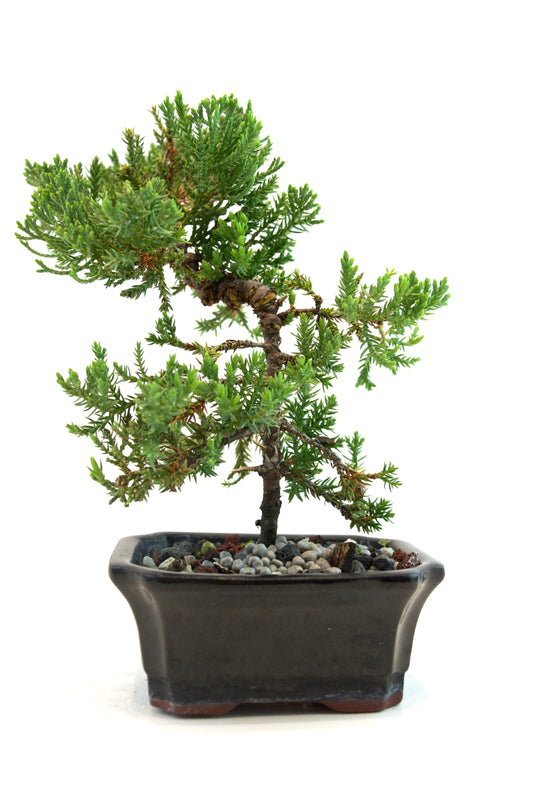 Juniper Live Bonsai Ceramic 4" Pot - Similar Bonsai