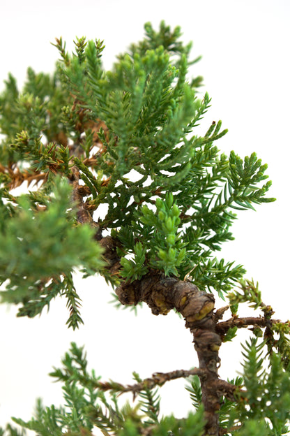Juniper Live Bonsai Ceramic 4" Pot - Similar Bonsai