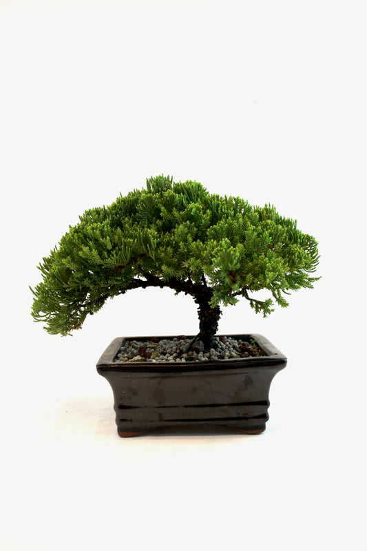 Juniper Live Bonsai Black Ceramic 6.5" Pot - One of a Kind Bonsai