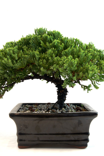 Juniper Live Bonsai Black Ceramic 6.5" Pot - One of a Kind Bonsai