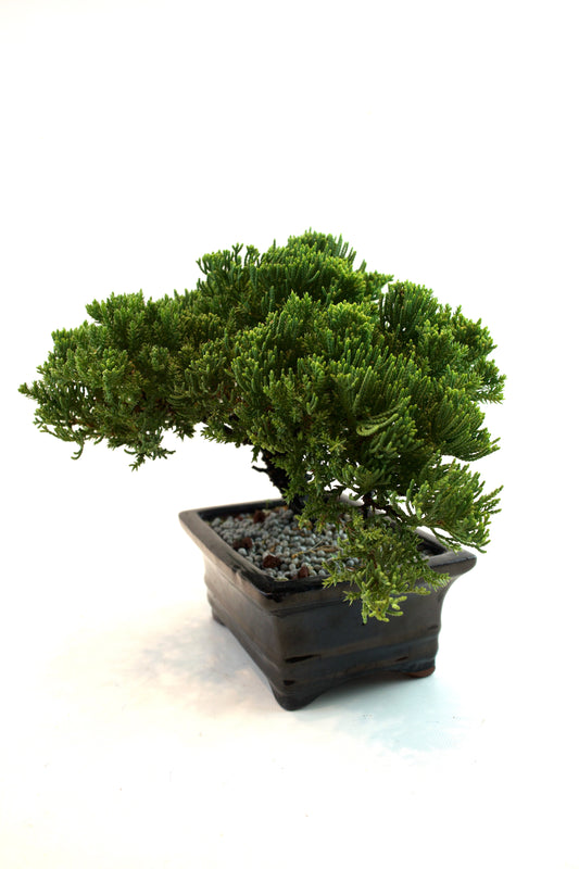 Juniper Live Bonsai Black Ceramic 6.5" Pot - One of a Kind Bonsai