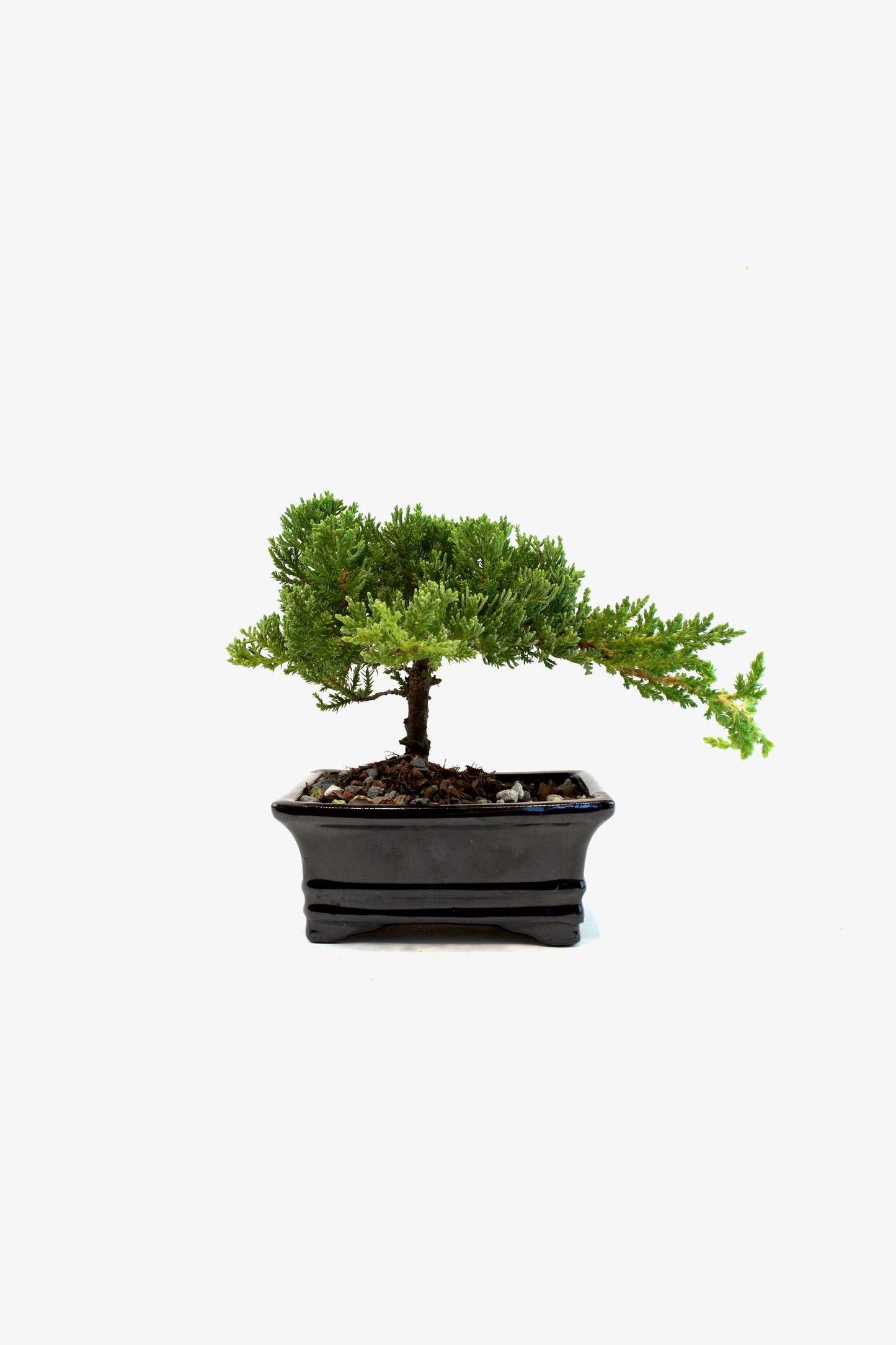 Juniper Live Bonsai 6" Ceramic Pot - One of a Kind Bonsai