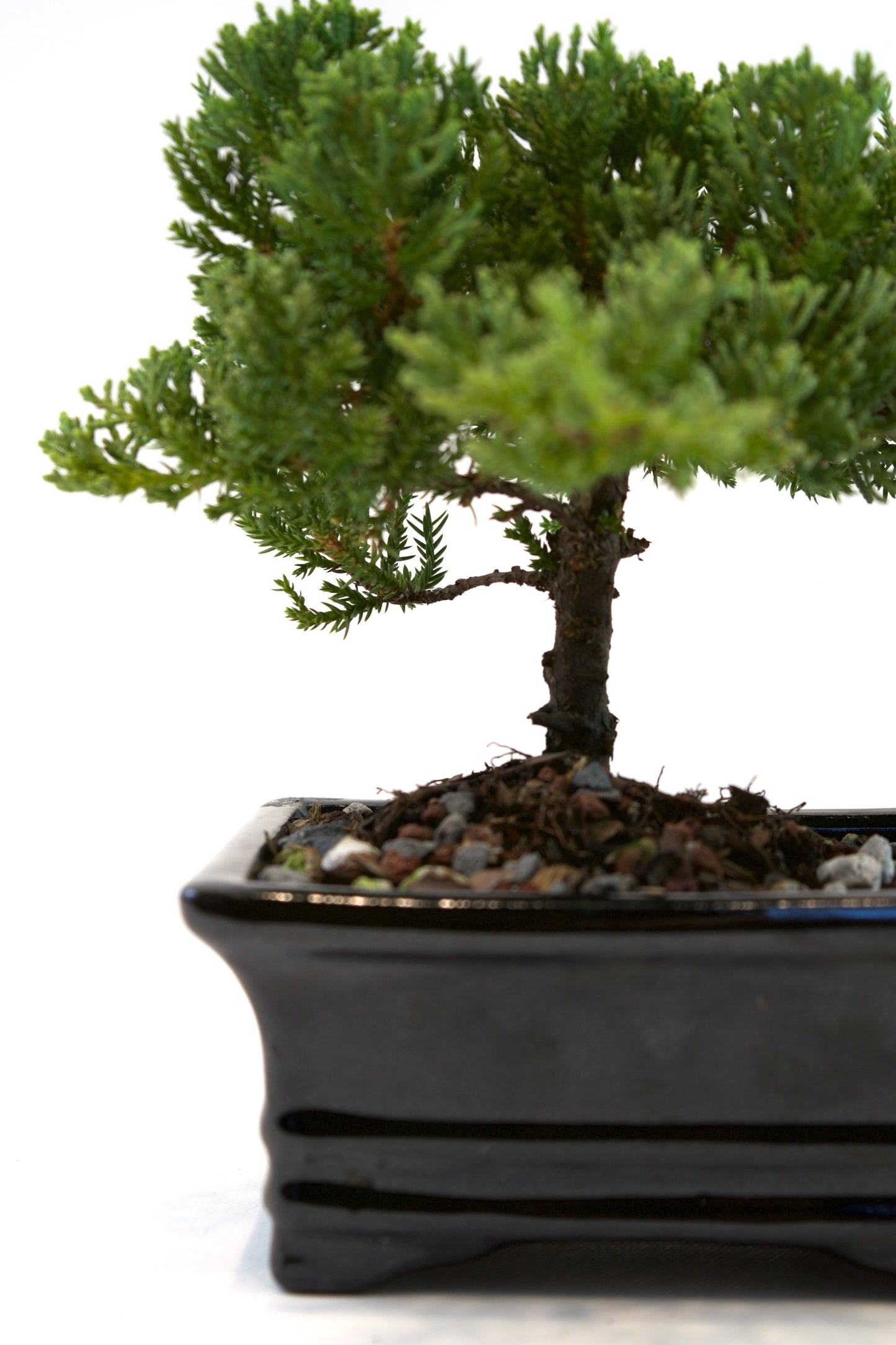 Juniper Live Bonsai 6" Ceramic Pot - One of a Kind Bonsai
