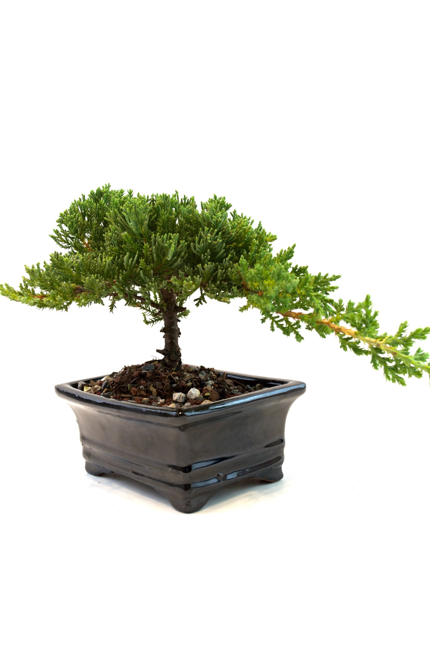 Juniper Live Bonsai 6" Ceramic Pot - One of a Kind Bonsai