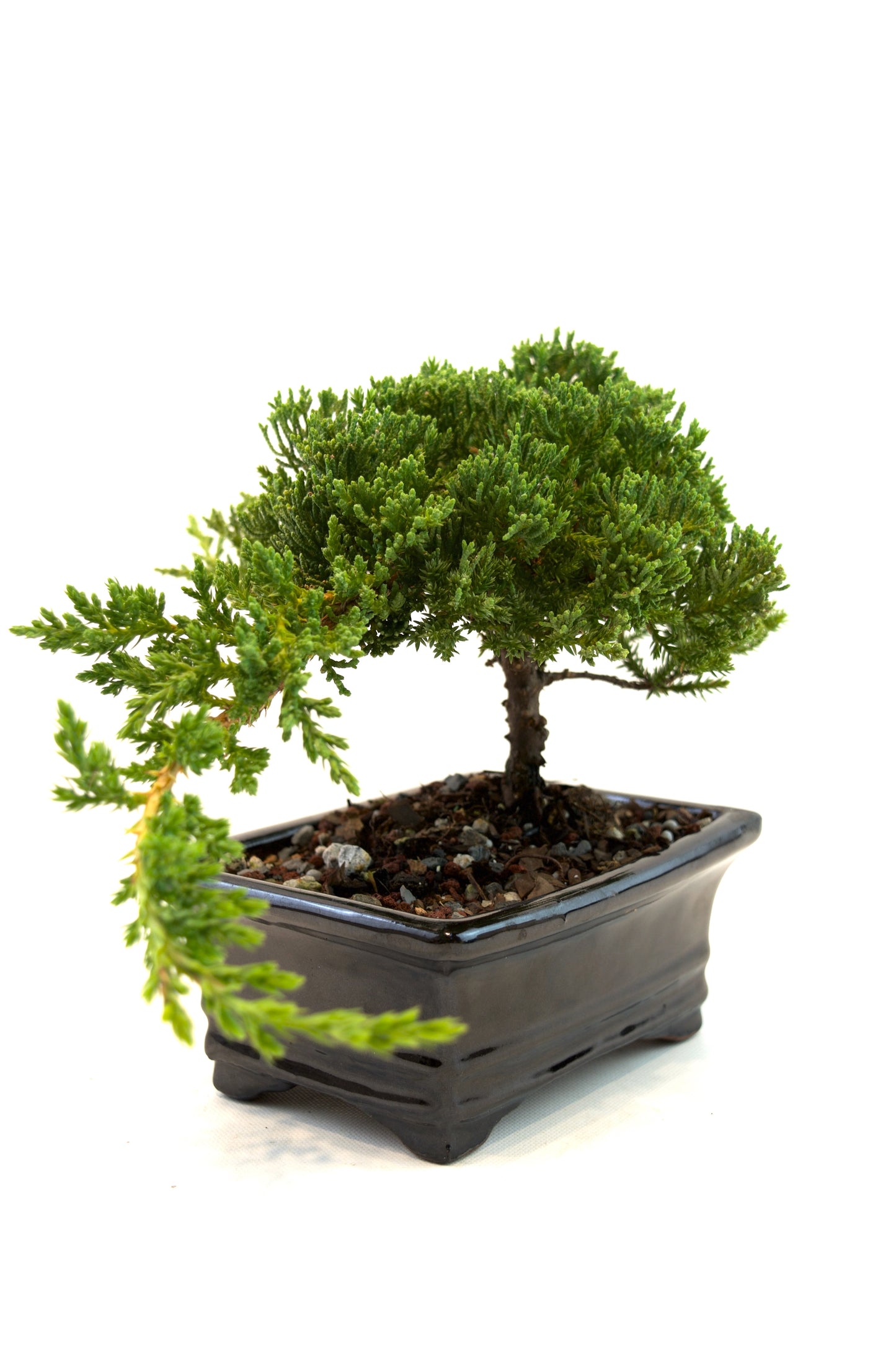 Juniper Live Bonsai 6" Ceramic Pot - One of a Kind Bonsai