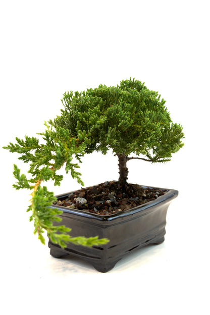 Juniper Live Bonsai 6" Ceramic Pot - One of a Kind Bonsai