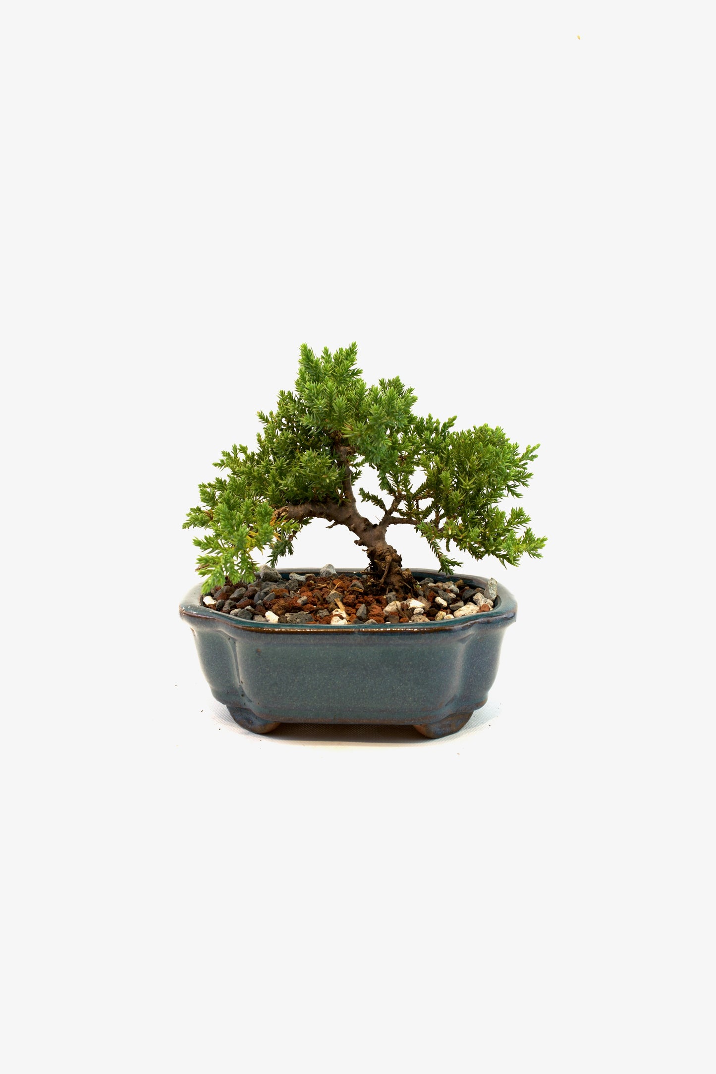 Juniper Live Bonsai 6" Ceramic Pot - One of a Kind Bonsai