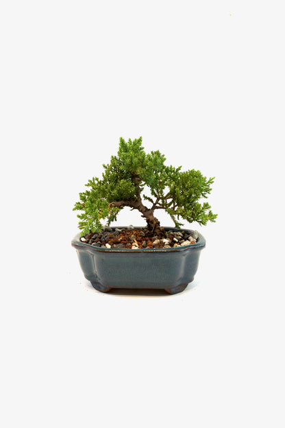 Juniper Live Bonsai 6" Ceramic Pot - One of a Kind Bonsai