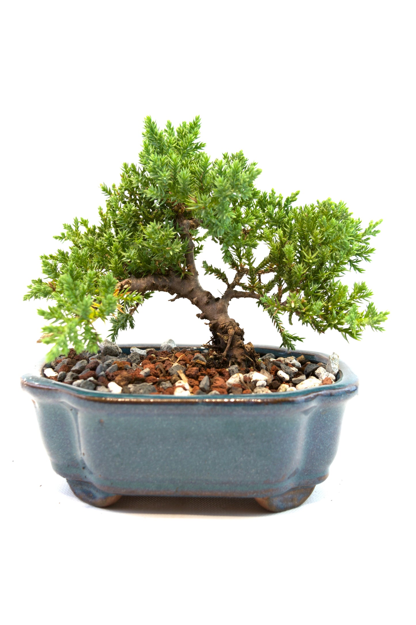Juniper Live Bonsai 6" Ceramic Pot - One of a Kind Bonsai