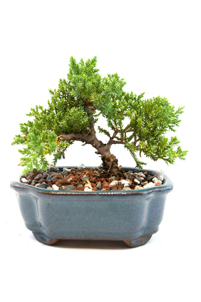 Juniper Live Bonsai 6" Ceramic Pot - One of a Kind Bonsai