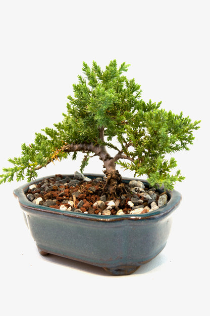 Juniper Live Bonsai 6" Ceramic Pot - One of a Kind Bonsai