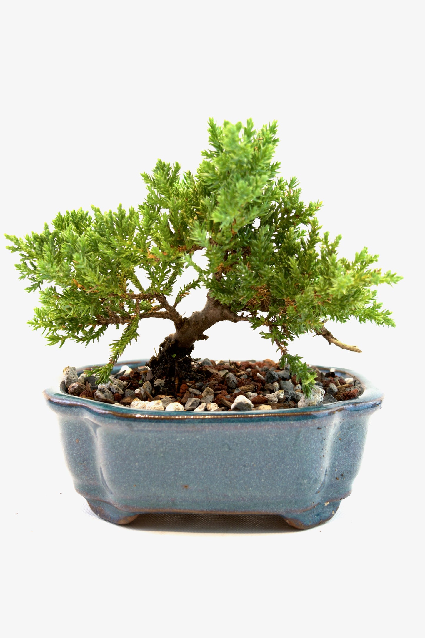 Juniper Live Bonsai 6" Ceramic Pot - One of a Kind Bonsai