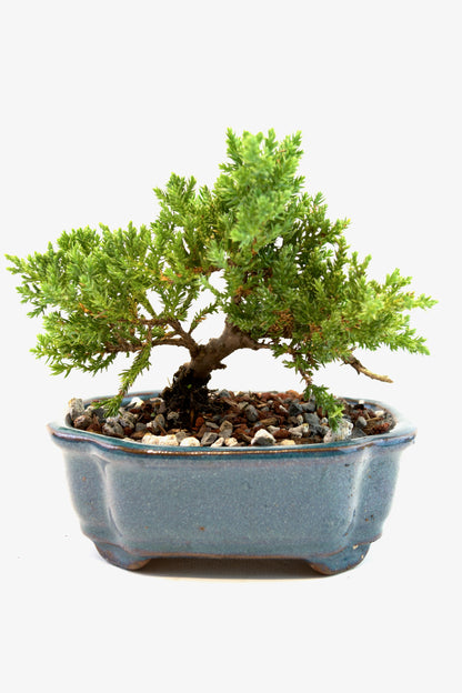Juniper Live Bonsai 6" Ceramic Pot - One of a Kind Bonsai